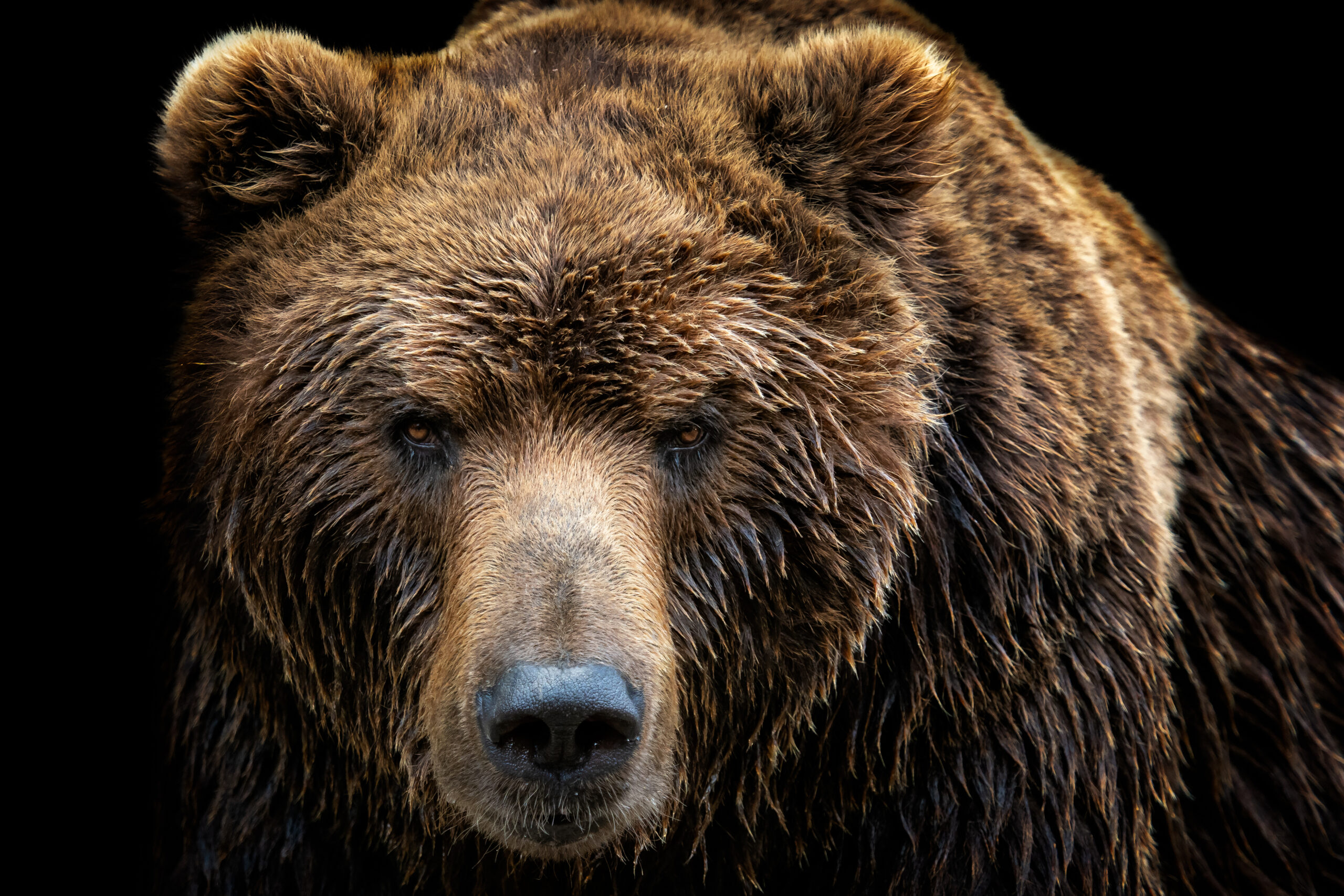 bear closeup scaled 1 Bitcoin sinks again ahead of this week’s FOMC meeting